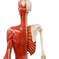 Modelo Anatomico Esqueleto muscular 60cm