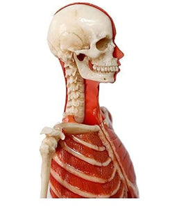 Modelo Anatomico Esqueleto muscular 60cm