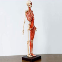 Modelo Anatomico Esqueleto muscular 60cm