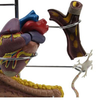 Modelo anatomia complicaciones diabetes 