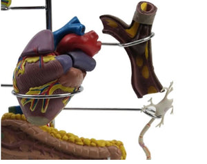 Modelo anatomia complicaciones diabetes 