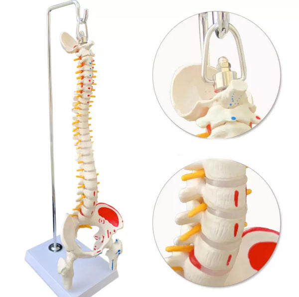 Columna vertebral