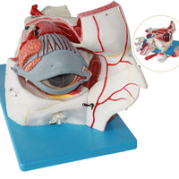 Estructura ocular médica anatomía Orbital Ojo optica