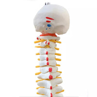 Columna vertebral 45 cm colgante