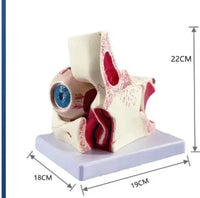 Estructura ocular médica anatomía Orbital Ojo optica
