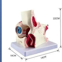 Estructura ocular médica anatomía Orbital Ojo optica