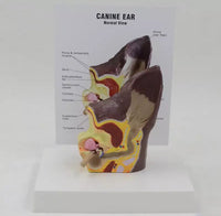 Modelo de anatomía del oído de perro
