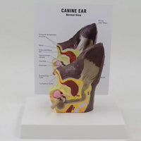 Modelo de anatomía del oído de perro