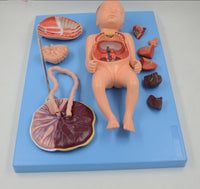 Modelo de Bebe Con Placenta nacimiento parto
