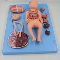 Modelo de Bebe Con Placenta nacimiento parto