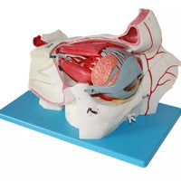 Estructura ocular médica anatomía Orbital Ojo optica