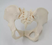 Modelo De Tamaño De La Cadera Cervical Naturales Vascular
