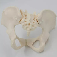 Modelo De Tamaño De La Cadera Cervical Naturales Vascular