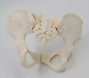 Modelo De Tamaño De La Cadera Cervical Naturales Vascular