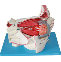 Estructura ocular médica anatomía Orbital Ojo optica
