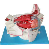 Estructura ocular médica anatomía Orbital Ojo optica