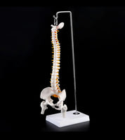 Columna con femur colgante 45cm
