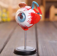 Modelo Anatomico 4D, de ojo humano
