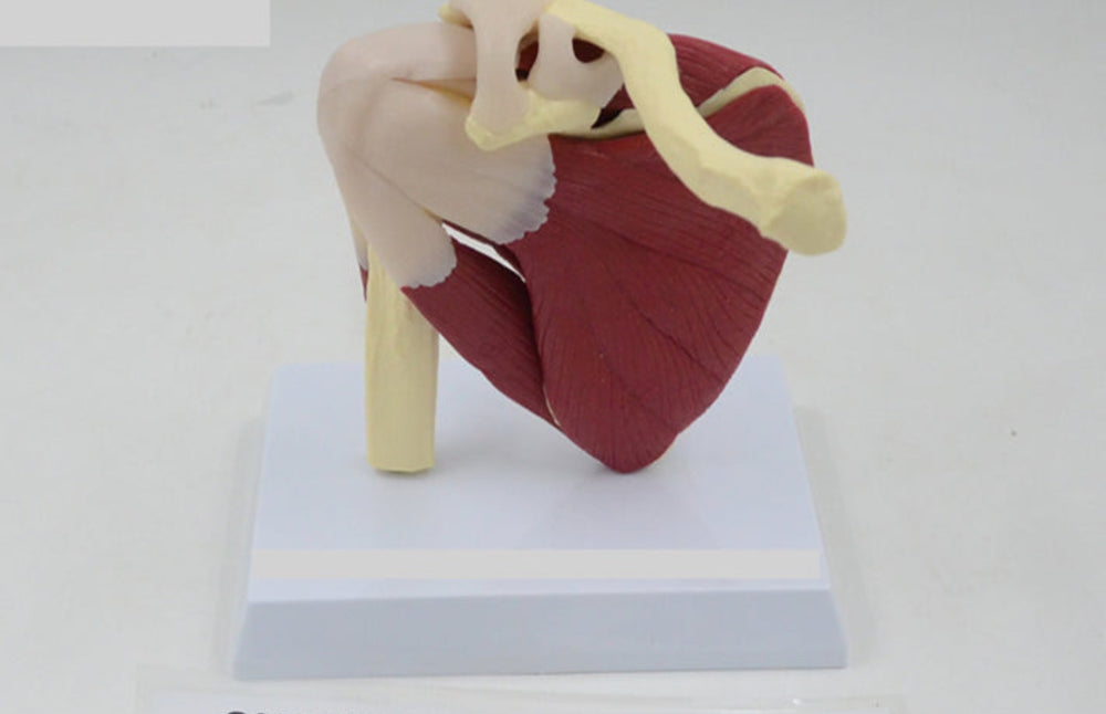 Modelo de articulación de hombro o rodilla con musculo