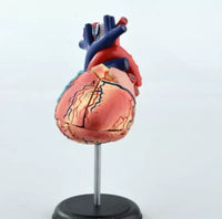 4D Modelo de Corazon
