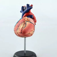 4D Modelo de Corazon