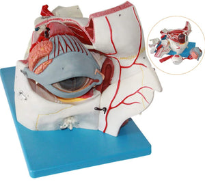 Estructura ocular médica anatomía Orbital Ojo optica