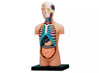 4D Torso Humano
