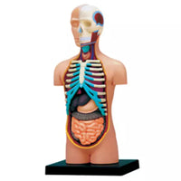 4D Torso Humano