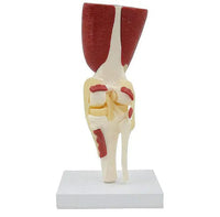 Modelo de articulación de hombro o rodilla con musculo
