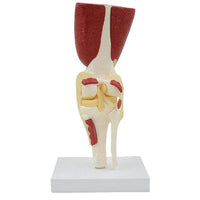 Modelo de articulación de hombro o rodilla con musculo