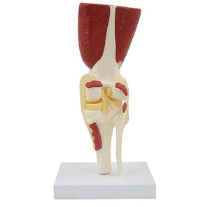 Modelo de articulación de hombro o rodilla con musculo