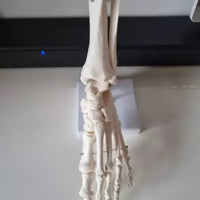 Modelo Anatomico de Pie