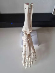 Modelo Anatomico de Pie