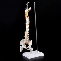 Columna con femur colgante 45cm