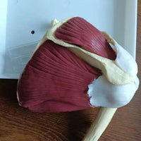 Modelo de articulación de hombro o rodilla con musculo