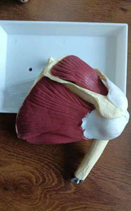 Modelo de articulación de hombro o rodilla con musculo