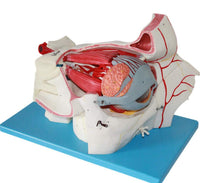 Estructura ocular médica anatomía Orbital Ojo optica
