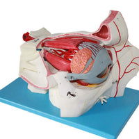 Estructura ocular médica anatomía Orbital Ojo optica