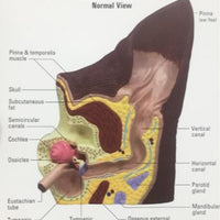 Modelo de anatomía del oído de perro