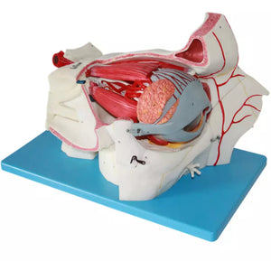 Estructura ocular médica anatomía Orbital Ojo optica