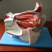 Estructura ocular médica anatomía Orbital Ojo optica