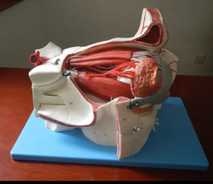 Estructura ocular médica anatomía Orbital Ojo optica