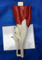 Modelo de articulación de hombro o rodilla con musculo
