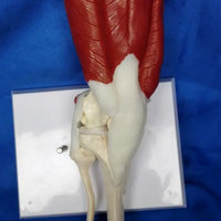 Modelo de articulación de hombro o rodilla con musculo