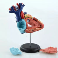 4D Modelo de Corazon
