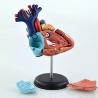 4D Modelo de Corazon