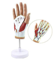 Modelo anatomico Articulación de la Mano Ligamento Tendón musculos
