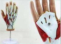 Modelo anatomico Articulación de la Mano Ligamento Tendón musculos
