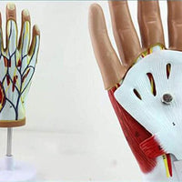 Modelo anatomico Articulación de la Mano Ligamento Tendón musculos