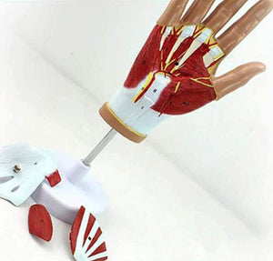 Modelo anatomico Articulación de la Mano Ligamento Tendón musculos